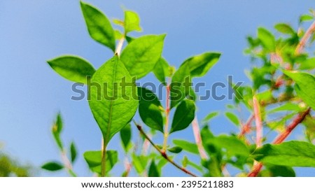 Fresh green henna leaves under the blue sky, (henna plant)