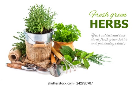 Fresh Green Herbs With Garden Tools. Isolated On White Background