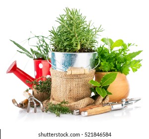 Fresh green herbs with garden tools. Gardening concept with watering can isolated on white background. Kitchen Garden flowers and Herbs in pots. - Powered by Shutterstock