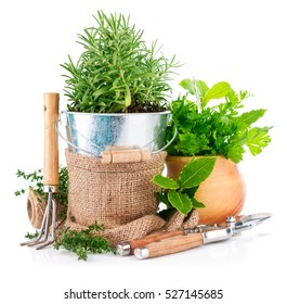 Fresh Green Herbs With Garden Tools. Isolated On White Background