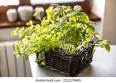 Fresh green herbs, parley and basil, in in wooden basker placed on a kitchen unit near window. - Shutterstock ID 2212170405