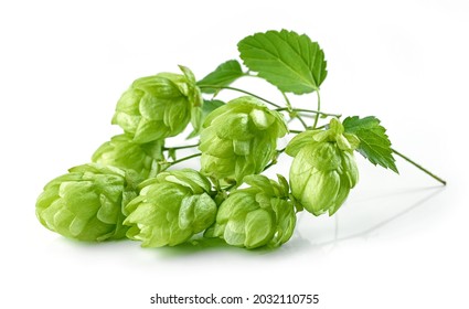 fresh green hop plant cone macro isolated on white background - Shutterstock ID 2032110755