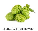 Fresh green hops branch, isolated on a white background. Hop cones with leaf. Organic hop flowers. Close up.