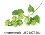 Fresh green hops branch, isolated on a white background. Hop cones with leaf. Organic Hop Flowers. Clipping path.