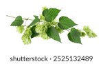 Fresh green hops branch, isolated on a white background. Hop cones with leaf. Organic Hop Flowers. Clipping path.