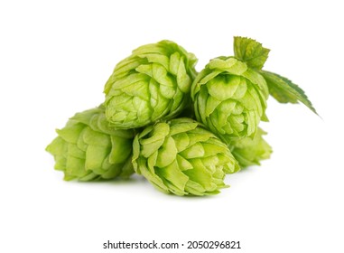 Fresh green hops branch, isolated on a white background. Hop cones with leaf. Organic hop flowers. Close up.