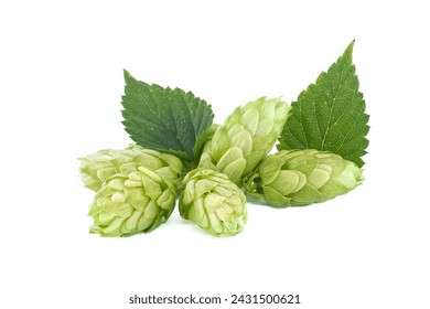 Fresh green hops cones in close up isolated on white background, full depth of field. Humulus lupulus seed cones, beer ingredients, herbal natural medicine
