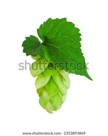 Fresh Green hops cones and leaves, isolated on white background. Brewery, bakery design element with clipping path.