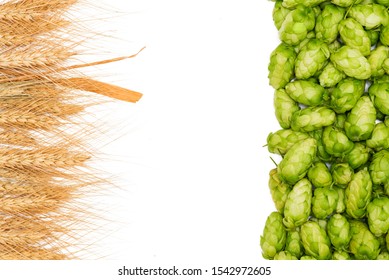 Fresh Green Hops, Ears Of Barley. Green Hops, Malt, Ears Of Barley And Wheat Grain. Beer Production. Isolated On White Background.