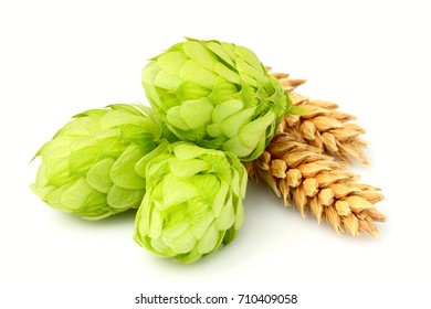 Fresh Green Hops, Ears Of Barley And Wheat Grain.Isolated Closeup On White Background.