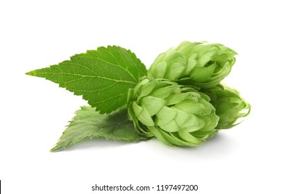 Fresh Green Hops On White Background. Beer Production