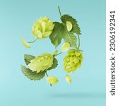 Fresh green hops plant falling in the air isolated on turquoise background