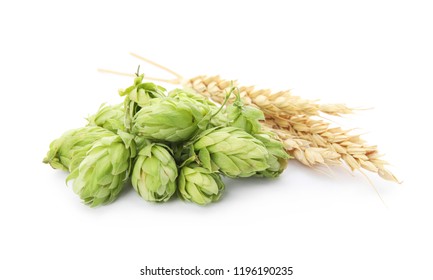 Fresh Green Hops And Wheat Spikes On White Background. Beer Production