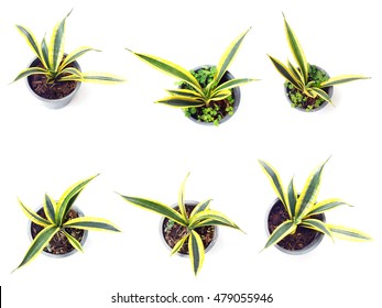 Fresh Of Green House Plants Top View Isolated On White Background