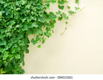 Fresh Green Ivy Plant On Concrete Wall Background