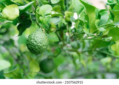 fresh green kaffir lime leaves bergamot (Kaffir Lime) fruits