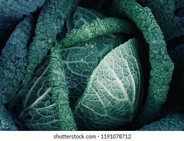 Fresh Green Kale On Field