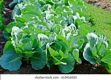Fresh Green Kale In Vegetable Bed Of An Organic Farm