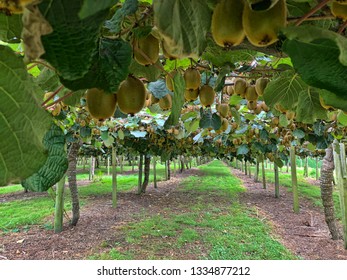 Fresh Green Kiwi Fruit Hanging In An Orchard Ready For Picking Or Harvesting In New Zealand.