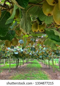 Fresh Green Kiwi Fruit Hanging In An Orchard Ready For Picking Or Harvesting In New Zealand.