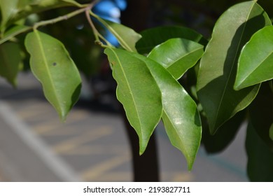 Fresh Green Lauraceae Leaf In The Morning