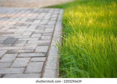 Fresh green lawn made of young grass near the sidewalk made of tiles.