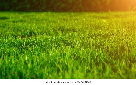 Fresh green lawns with the morning sun, backyard in spring, Close-up of tropical grass in the garden,  Lush green with morning sunshine, green grass nature background texture.