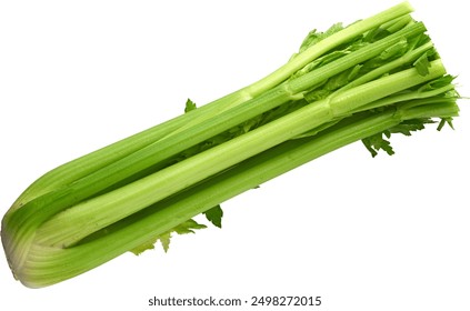 Fresh green leaf celery isolated on white backgroundFresh green leaf celery isolated on white background