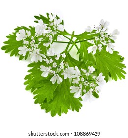 Fresh Green Leaf Cilantro Coriander  Blossom Close Up Isolated On White Background