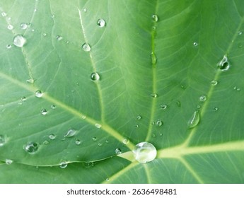 Fresh Green Leaf with Dew Drops – Nature Macro Background