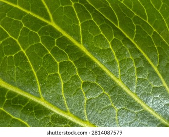 A fresh green leaf featuring a delicate and intricate pattern of veins. Its natural texture highlights the leaf's vibrant, healthy appearance. A close-up view accentuates its detailed, organic surface structure.
