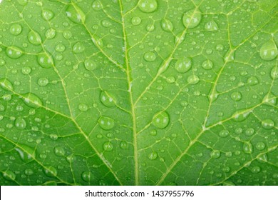 Fresh Green Leaf Of Melon With Waterdrops  Background