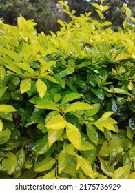 fresh green leaf natural beauty rainy season leaves - Shutterstock ID 2175736929