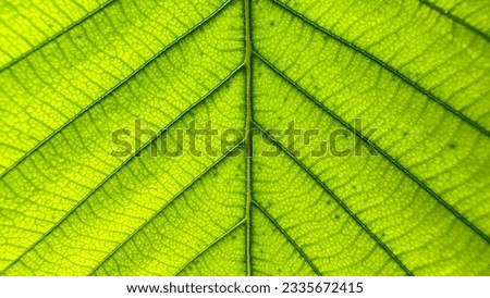 Fresh Green leaf symmetry texture, Green leaf symmetry background, Closed-up Green leaf