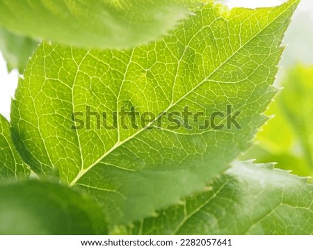 fresh green leaf with leaf vain