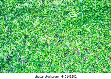 fresh green leaf wall background