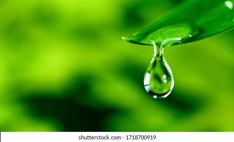 fresh green leaf with water drop, relaxation nature concept - Powered by Shutterstock