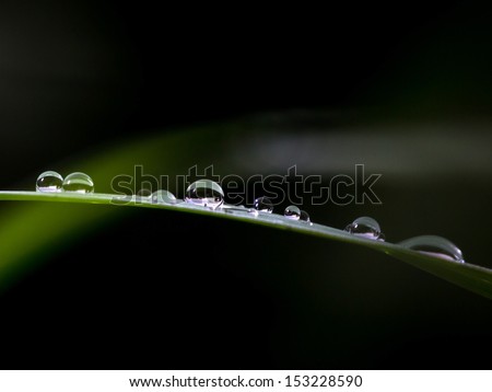 Foto Bild Naturlupe Gänseblümchen