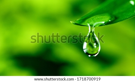 fresh green leaf with water drop, relaxation nature concept