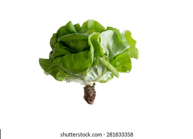 Fresh green leafy head of locally grown organic butter crunch lettuce for sustainable no GMO agriculture and a healthy diet, side view isolated on white