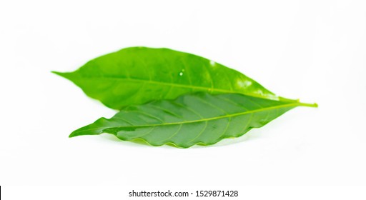 Fresh Green Leave On Isolated Background 