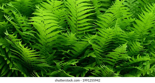 The Fresh Green Leaves Of The American Southern Wood Fern 