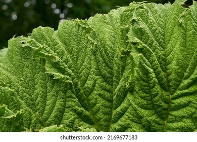 Fresh green leaves for background in natural habitat during daytime         