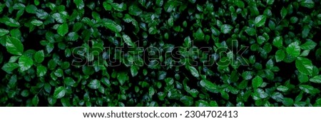 Fresh green leaves background of Siamese rough bush or Tooth brush tree (Streblus Asper Lour) as nature background or natural wallpaper