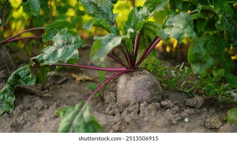  Fresh green leaves of beetroot in the garden. Beets in the garden. large red sugar beet