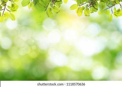 Fresh and green leaves green bokeh on nature abstract blur background green bokeh from tree.Mock up for display.  montage of product,Banner or header for advertise on social media,Spring and Summer. - Shutterstock ID 1118570636
