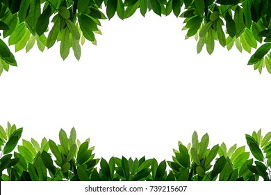 Fresh Green Leaves Border Frame On Stock Photo 739215607 | Shutterstock