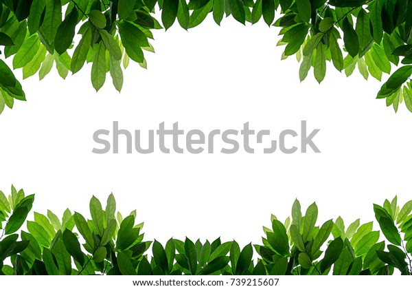 Fresh Green Leaves Border Frame On Stock Photo (Edit Now) 739215607