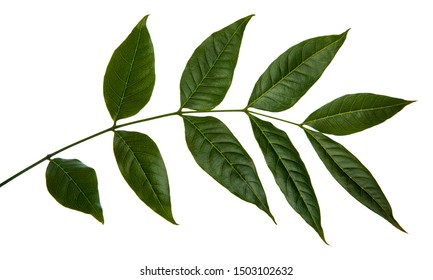 Fresh green leaves branch isolated on white background.