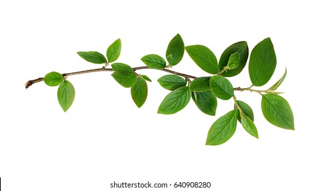 Fresh green leaves branch isolated on white background - Shutterstock ID 640908280
